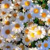 flowers.5552