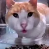 userki5t5w0tys