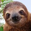 sloths_arent_scary