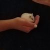 angel_the_hamster9