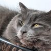 casper_themainecoon22