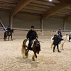 stellaundihrepferde