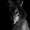 dark_wolf551