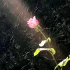 mo_na807