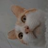 xuan.__1.2