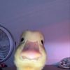 squishy_vra1