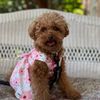 alicethecavapoo0
