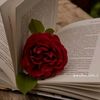 _rejkomer_898967