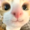 hani_fynshyt