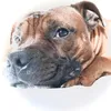 delta_doggius