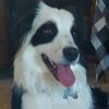 pandathepupper