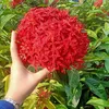 phamtruong6868689