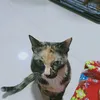 pimaksiporn2