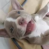 priscilabgf
