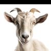 _the_goat_official_