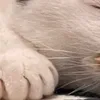 usero8eqtqjh2p