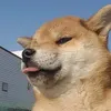 youyoutyo1