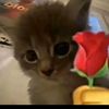 matcha_cat01