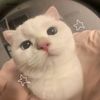 shanelle_lovecats