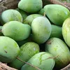kiagengsegabug