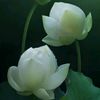 user71bqf4g9p6
