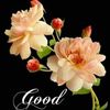 ratharatha3963