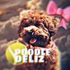 deliz_toypoodle.dog