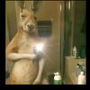 dexter_17.mx
