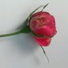 babul51777