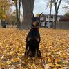 thatworkingpup.diezel2
