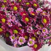 noshah_3556