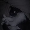 pato2867