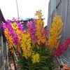 quanhoang44121
