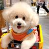 mocci_toypoodle