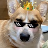 corgidandan