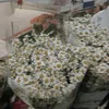 hongcoua09
