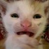 chikken_nugtrent