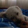 ronnie.rulos