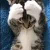 miau12f