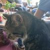 catsrmyeverything32