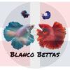 blanco_bettas