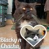 blacky_chacha3116