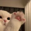 ohomymom