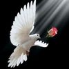 hicran_2135
