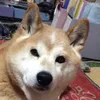 1212sachi