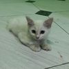 lidya085713