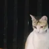 ninyowins