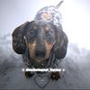 dachshund_home