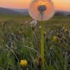 dandelionnn_22