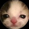 meow_xlzn